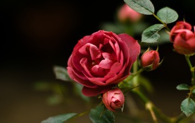 Red rose and flower buds