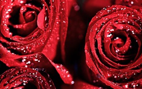 Красные розы в каплях воды