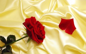 Красная роза на желтой ткани