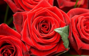 Красные розы на чёрном фоне крупным планом
