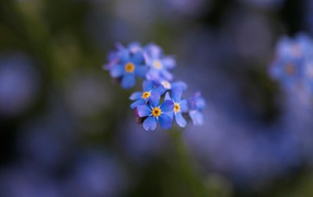 Small beautiful flowers forget-me-
