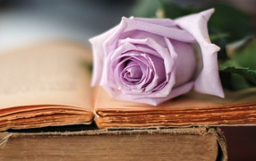 Strict rose on book