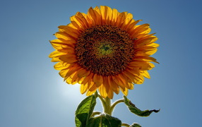 Sunflower flower seeds