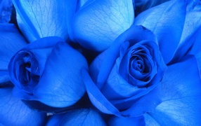 Two blue roses closeup