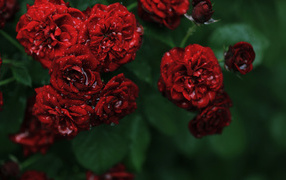 Мокрые садовые красные розы на зелёном фоне