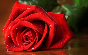 Wet red rose on the table
