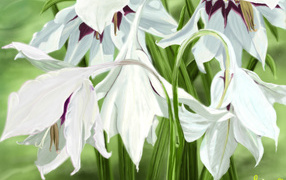 White flowers irises