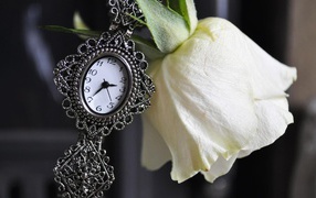 Белая роза и часы