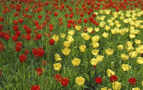 Yellow and red tulips on the field