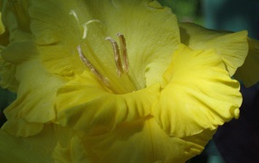 Цветок желтого гладиолуса