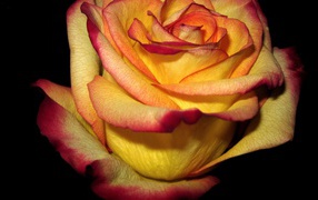 Yellow red rose
