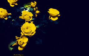 Yellow roses on a dark blue background