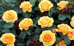 Жёлтые розы на большой клумбе