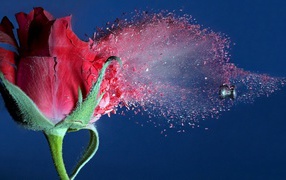 	  A bullet passes through rose