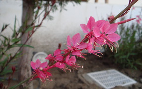 	   A branch with pink flowers