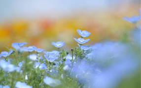 Голубые цветки льна
