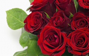 	   Dark red roses