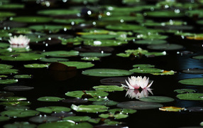 Лилии на темной воде