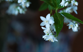 	   Small white flowers