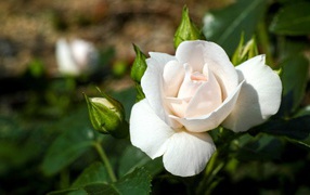 	   White rose
