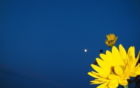 Желтый цветок на синем фоне