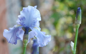 А blue iris flowers