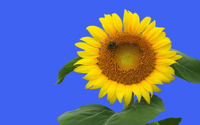 flowered sunflower