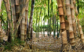 Bamboo in the wild