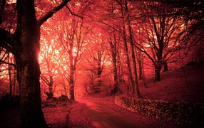 Pink autumn forest