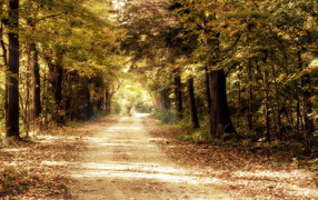 Дорога в дремучем лесу