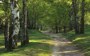 	  The road in the birch forest