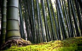 Корни бамбука
