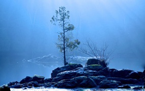 Дерево на каменном острове