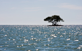 	   A small island with a tree