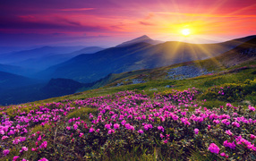 	   Flowers in the mountains at dawn