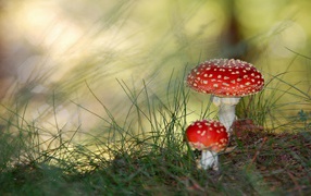 Mushrooms Amanita
