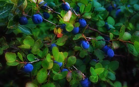 Blue berries in the foliage