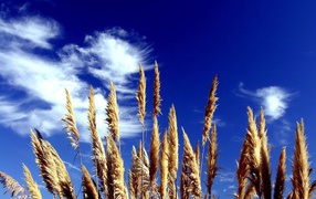 	 The grass on the background of blue sky