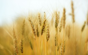 	   Ears of wheat