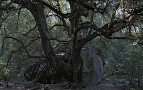 	   Old tree