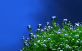 	   The bubbles on the plant