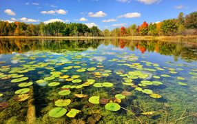 Water lilies on lake surface