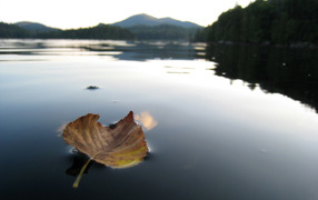 	   Leaf on a mountain lake