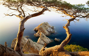 Tree on the cliff by the sea