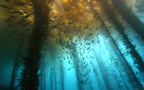 Underwater forest of algae