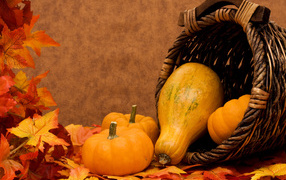 Autumn harvest pumpkin