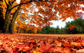 Beauty of autumn nature
