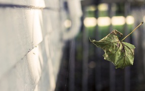 Dry leaf hangs on the web
