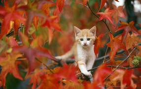 Kitten on the autumn tree