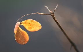 The last leaf on a branch